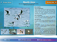 internet web agence - Faune des bords du lac du Bourget